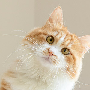 民间借贷利息法律规定_捷信贷3万要还多少钱_高利贷利息如何计算