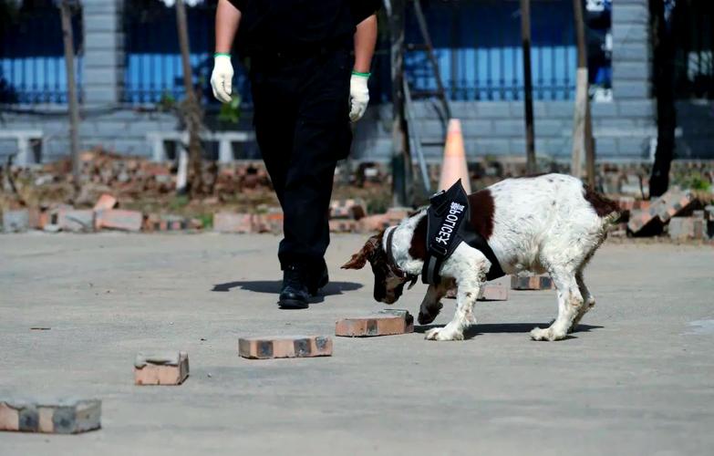 北京恒安卫士招聘警犬训导员：月薪4200元+双险金，专本科均可报名