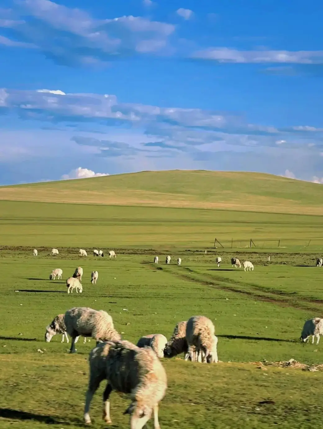 草原旅游预算全揭秘！万元内玩转内蒙古：骑马+蒙古包+烤羊腿攻略