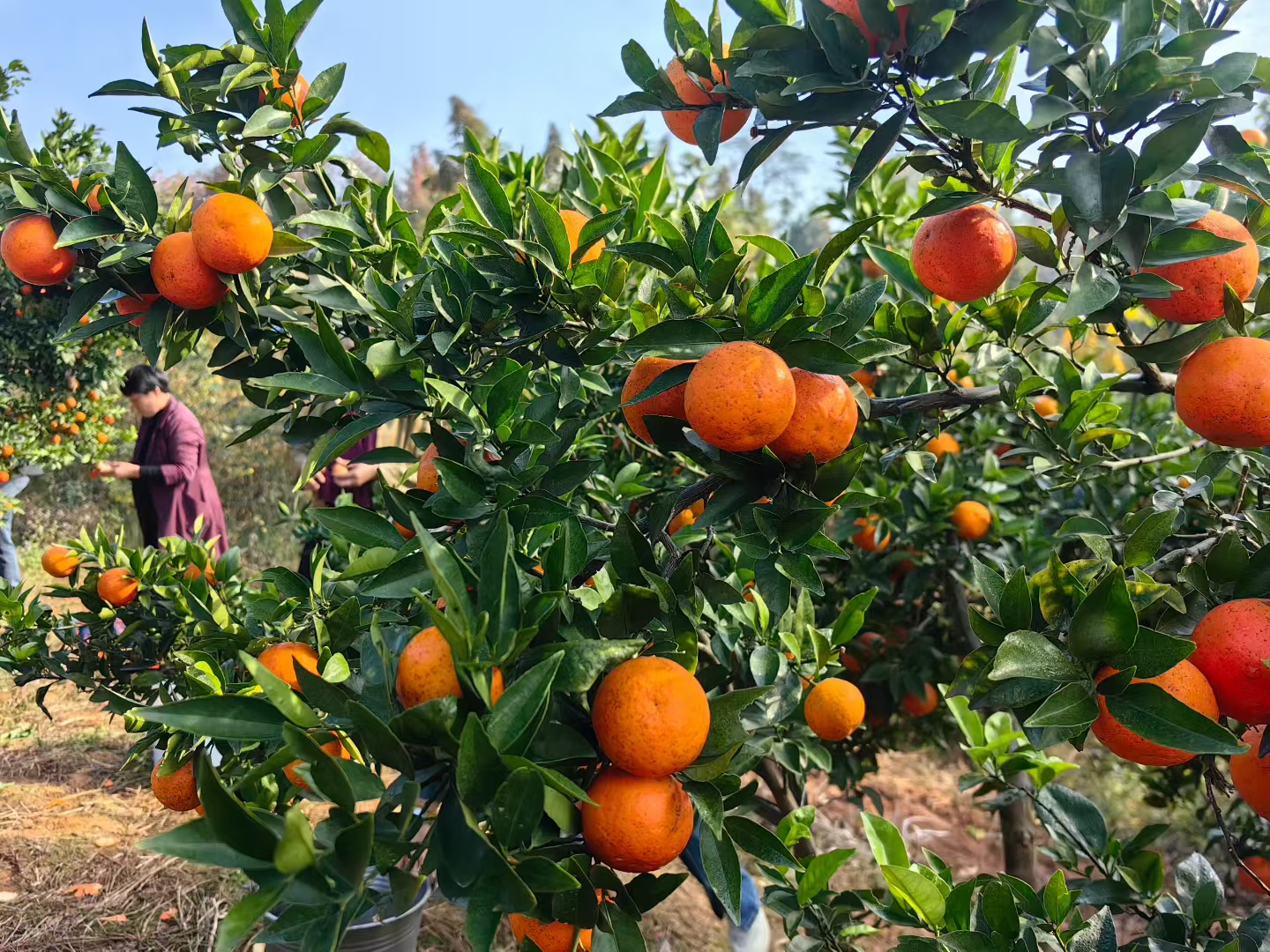 返乡创业_农村电商_个人申请创业贷款窍门